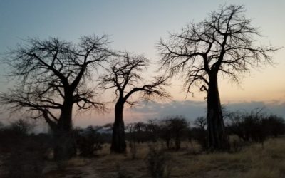 Ruaha National Park 