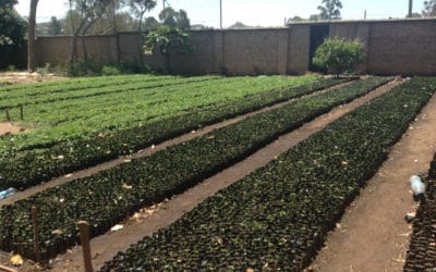 Our Trees are Growing in Tanzania