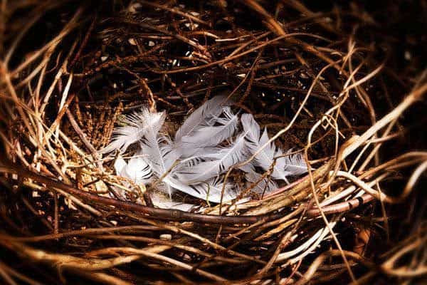 Pastor Peter: Emptying the Nest