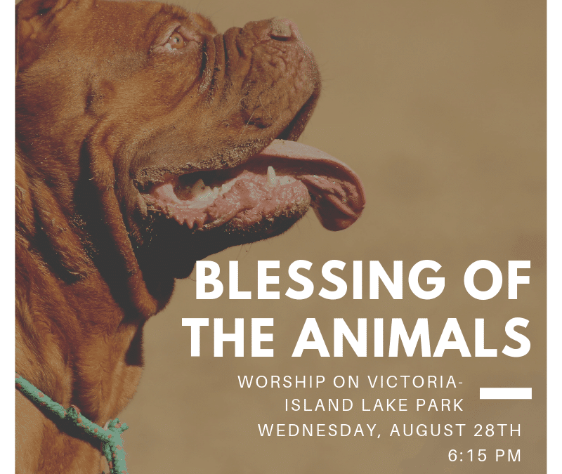 Blessing of the Animals – August 28