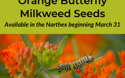 Orange Butterfly Milkweed Seeds