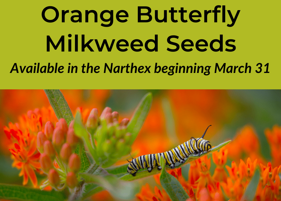 Orange Butterfly Milkweed Seeds