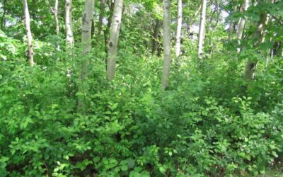 Buckthorn Removal at Prince of Peace