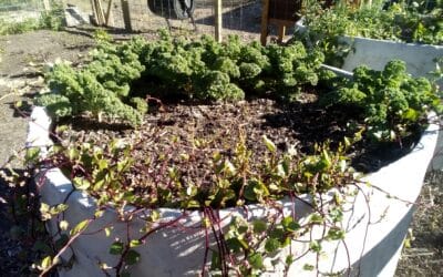 Stucco Community Garden Beds Ready for Harvest!